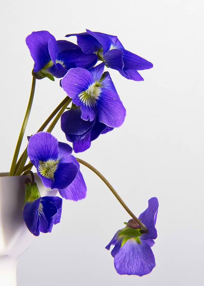 Vibrant Purple Violets in Vase
