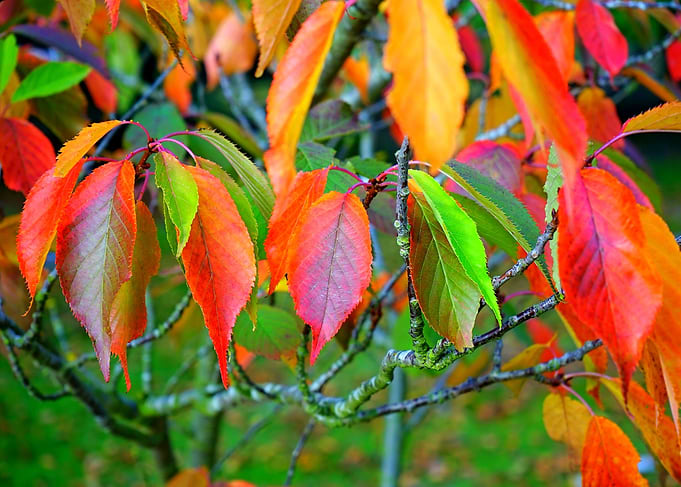 Vibrant Autumn Leaves on Tree Branches