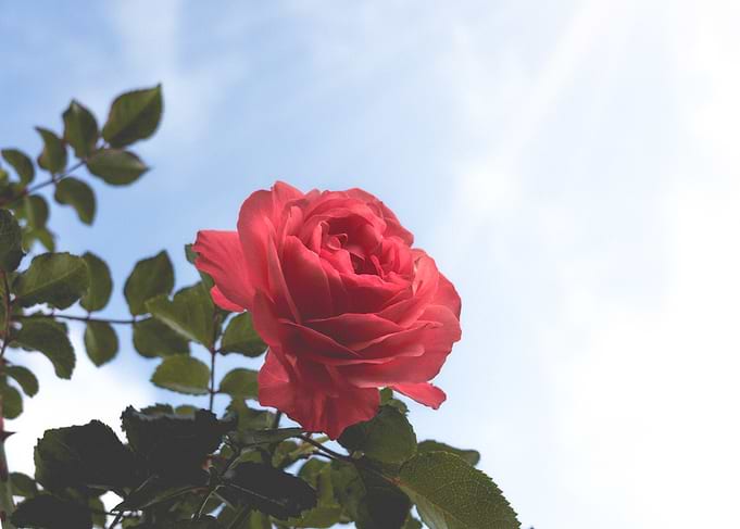Vibrant Red Rose Against Blue Sky