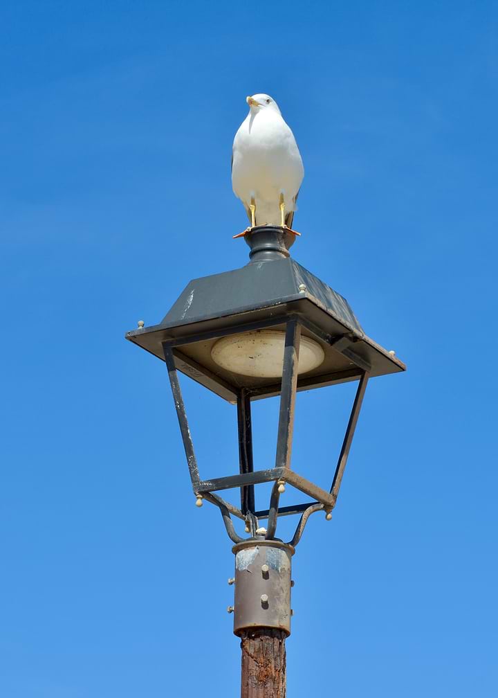 Seagull Perched on Street Lamp