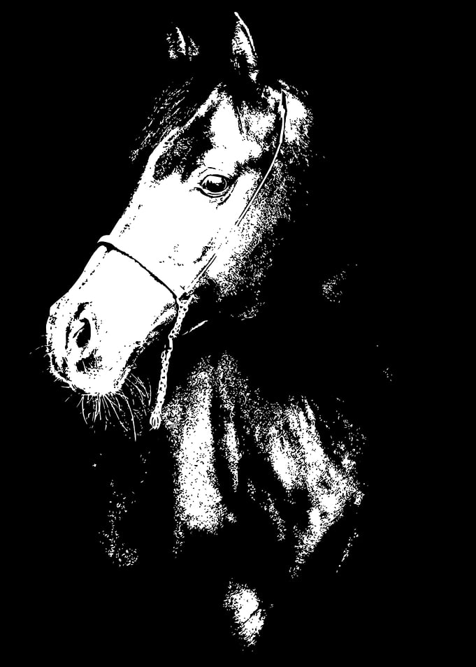 High Contrast Horse Portrait