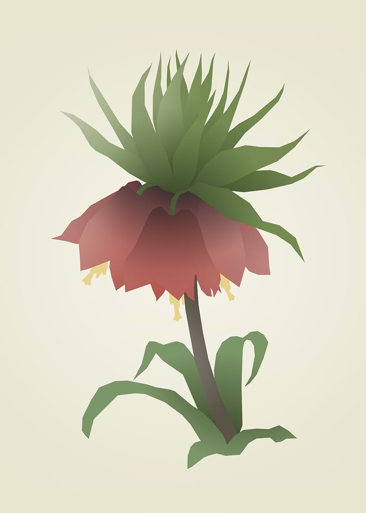 Minimalist Crown Imperial Flower Illustration