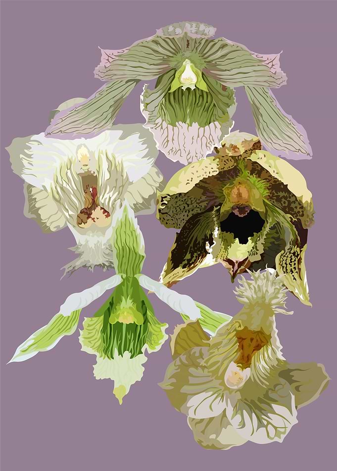 Clowesia Orchids