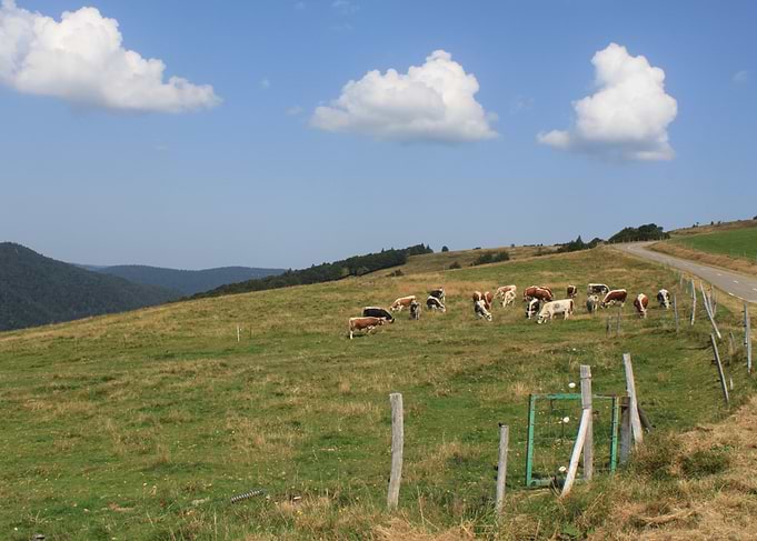 Cows Grazing on a Mountain Pasture