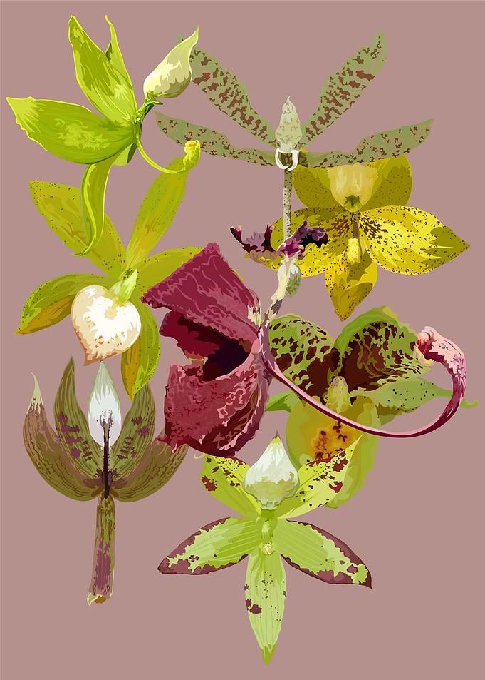 Cynoche Orchids