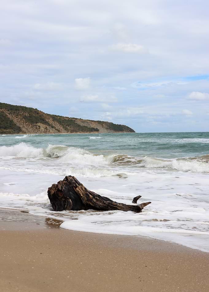 Driftwood on a Sandy Beach