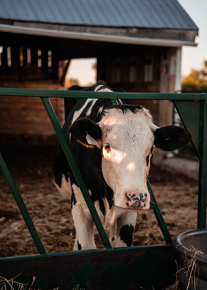 Cow in Farm Barn