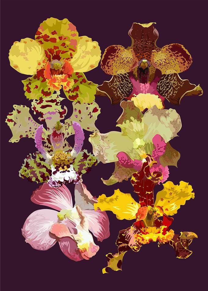 Cyrtopodium Orchids