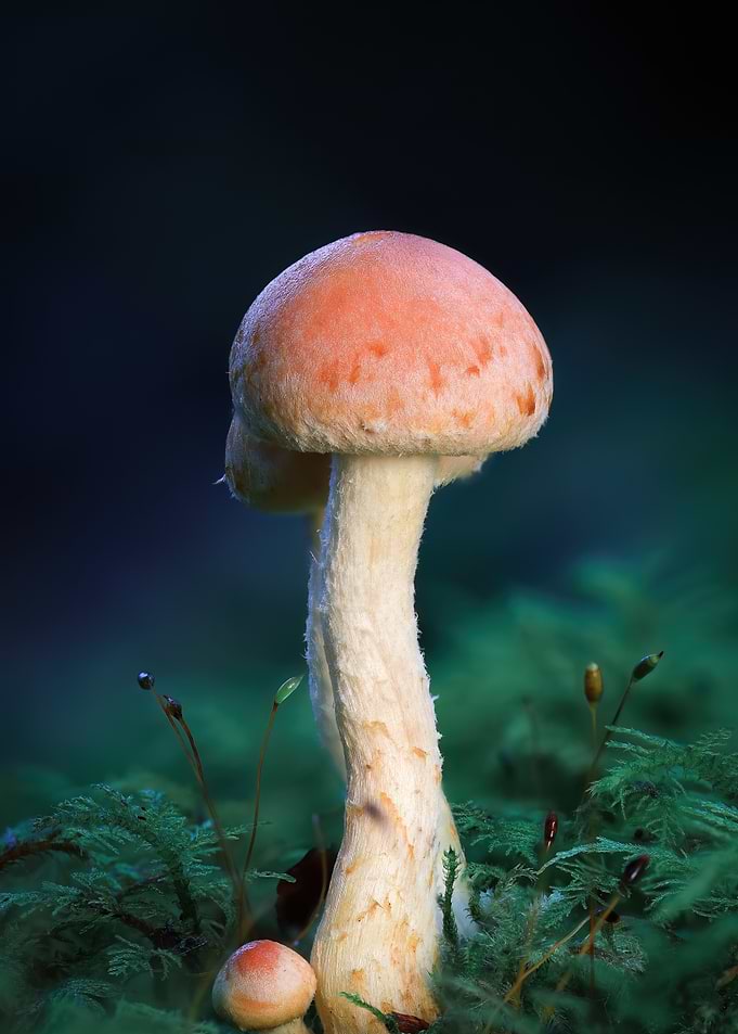 Close-up of a Wild Mushroom