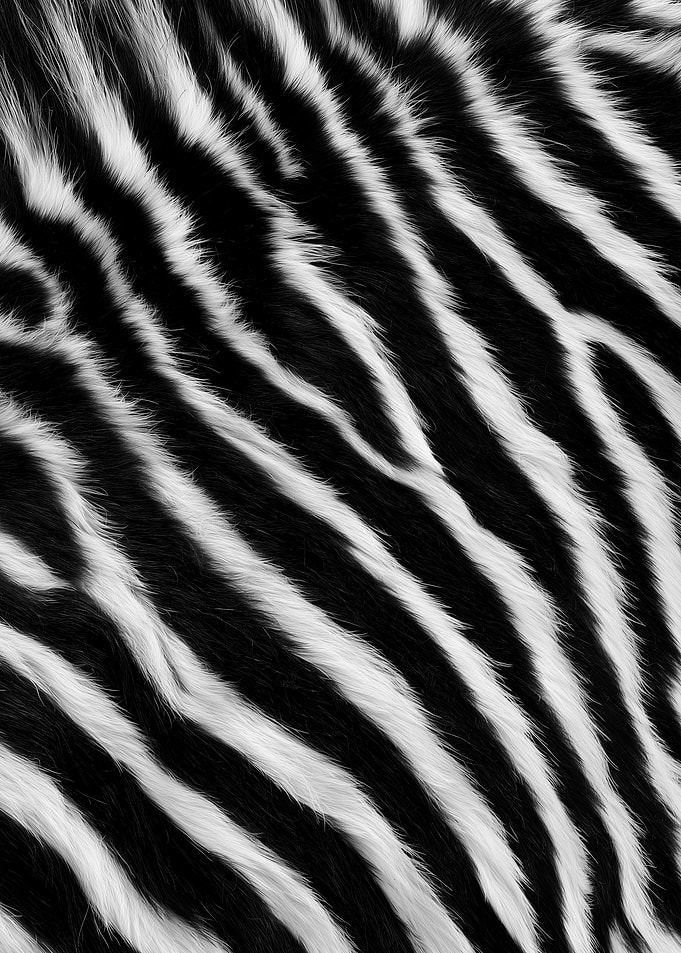 Zebra Fur Pattern Texture