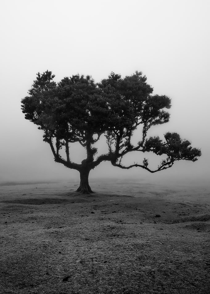 Solitary Tree in Misty Landscape