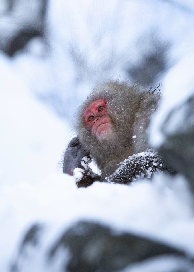 Japanese Macaque Close Up in Snowy Winter