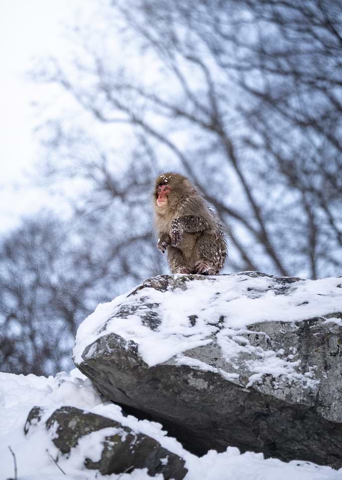 Japanese Macaque Sitting on a Snowy Rock