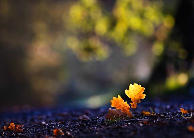 Golden Oak Leaves on Dark Ground