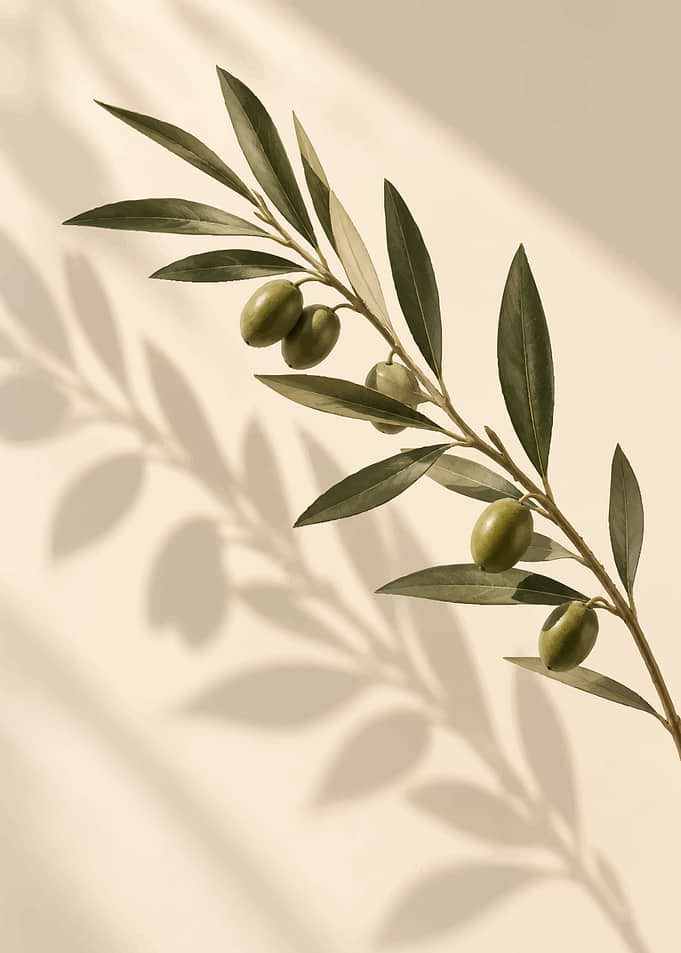 Minimalist Olive Branch with Shadow