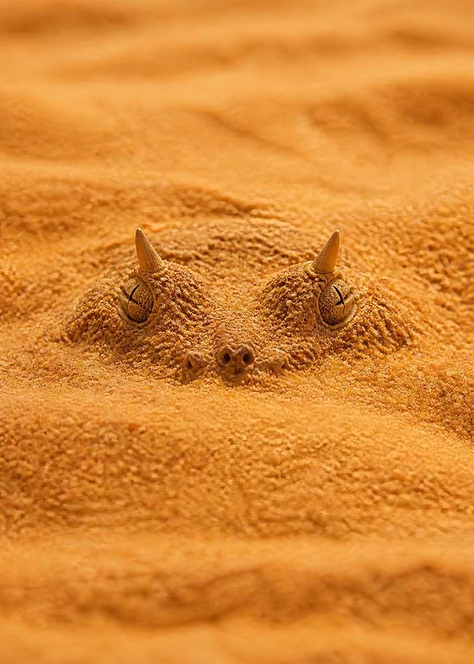 Horned Viper Camouflaged in Sand