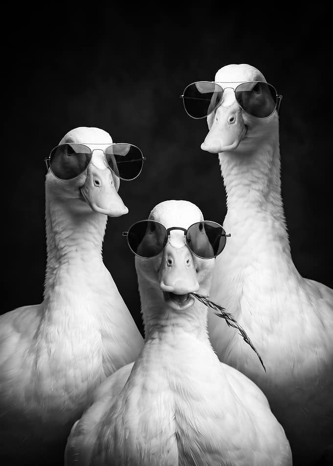 Three Cool Ducks Wearing Sunglasses poster