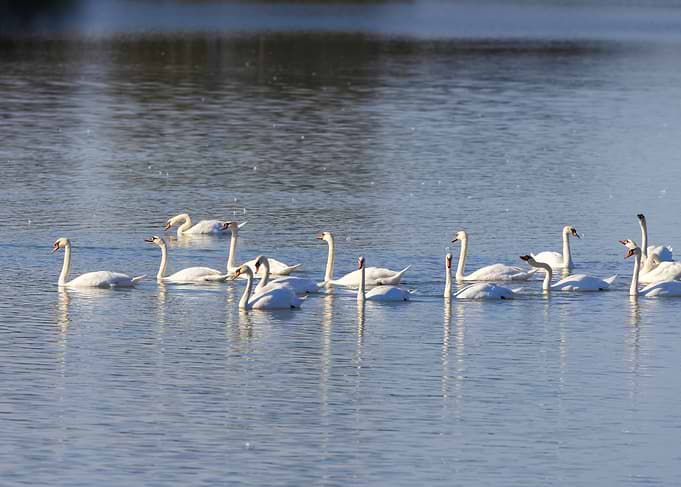A Flock of Swans on Water