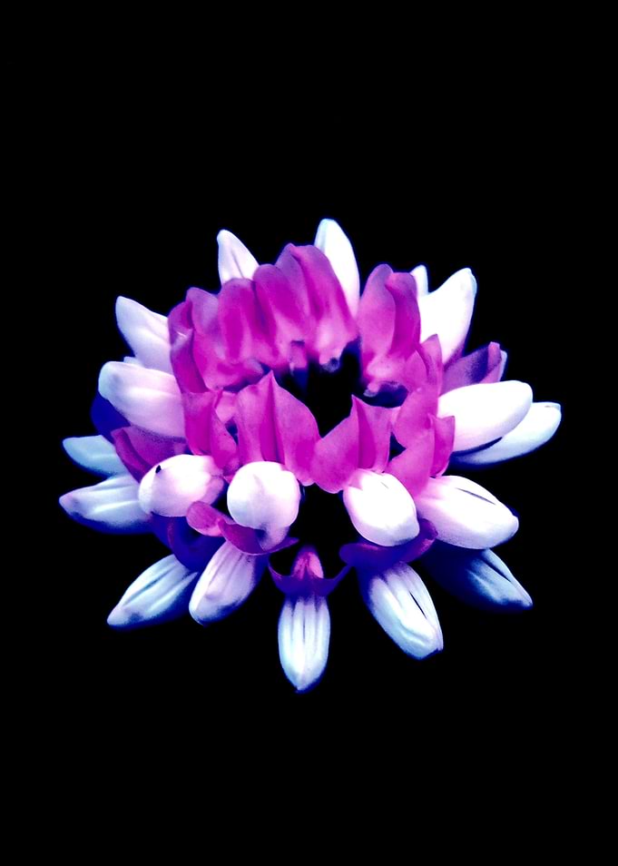 Vibrant Purple and White Crown Vetch