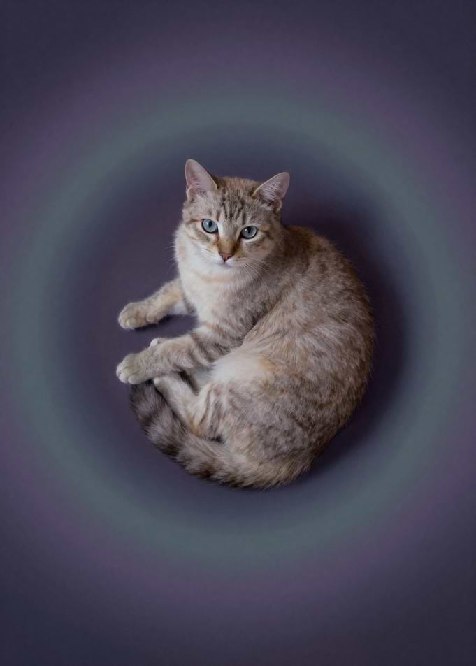 Portrait of a Tabby Cat