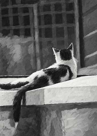 Black and White Cat Resting