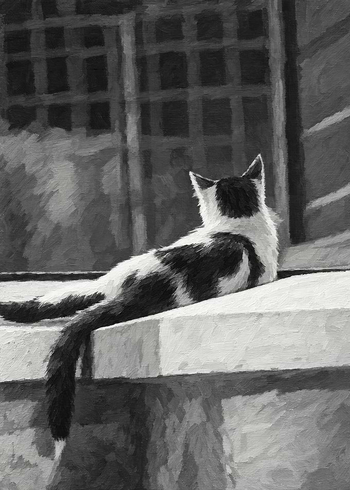 Black and White Cat Resting