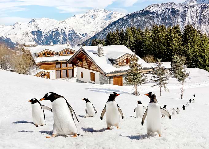 Penguin Village