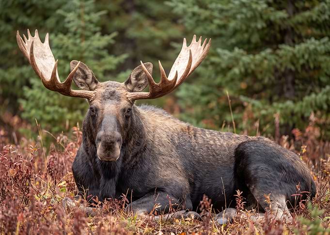 Majestic Bull Moose Resting in Nature