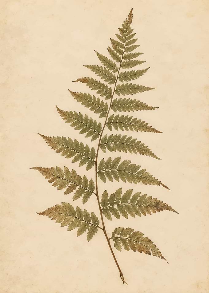 Vintage Botanical Fern Leaf Illustration