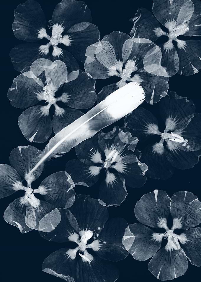Cyanotype Style Flowers and Feather