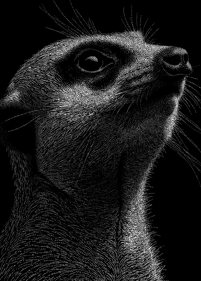 Alert Monochrome Meerkat Portrait In Stipple Dotwork
