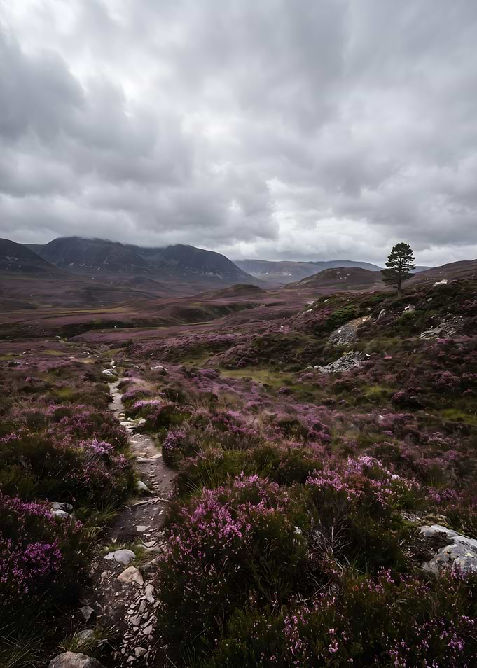Scottish Highlands Heather Landscape