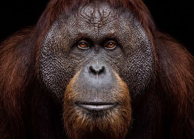 Portrait of a Majestic Orangutan