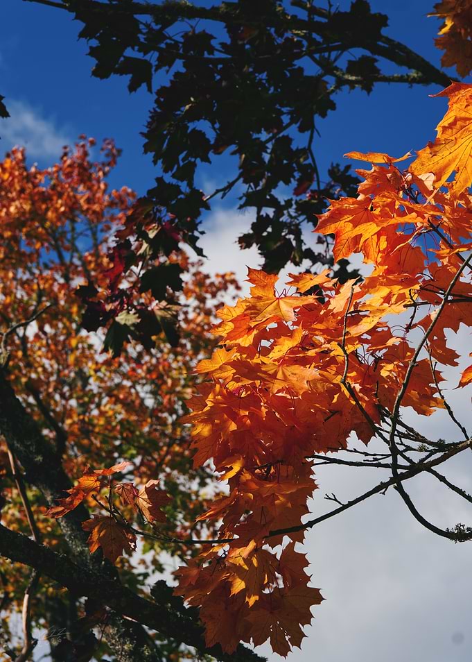 Vibrant Autumn Maple Leaves