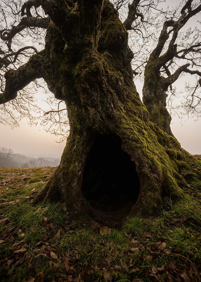 Ancient Mossy Tree with Hollow Trunk