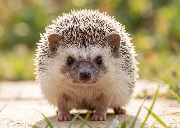 Close-up Portrait of a Cute Hedgehog