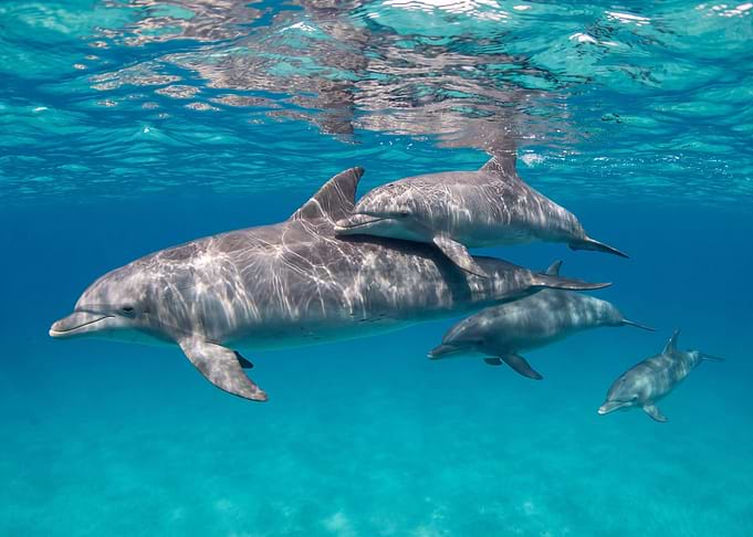 Dolphin Pod Swimming in Clear Water
