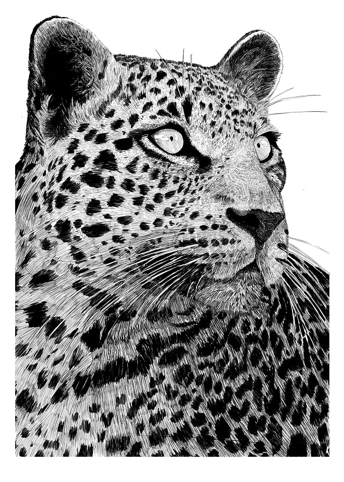 Jaguar Portrait Black and White