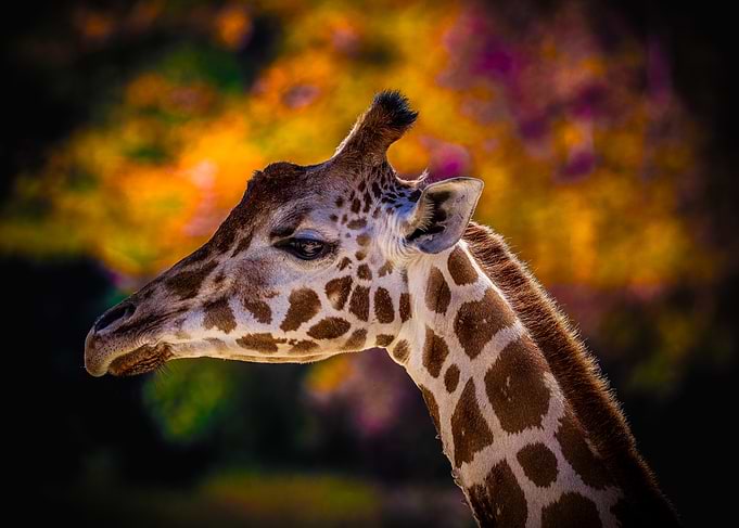 Portrait of a Giraffe