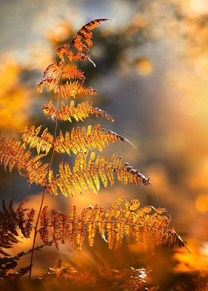 Golden Autumn Fern Frond