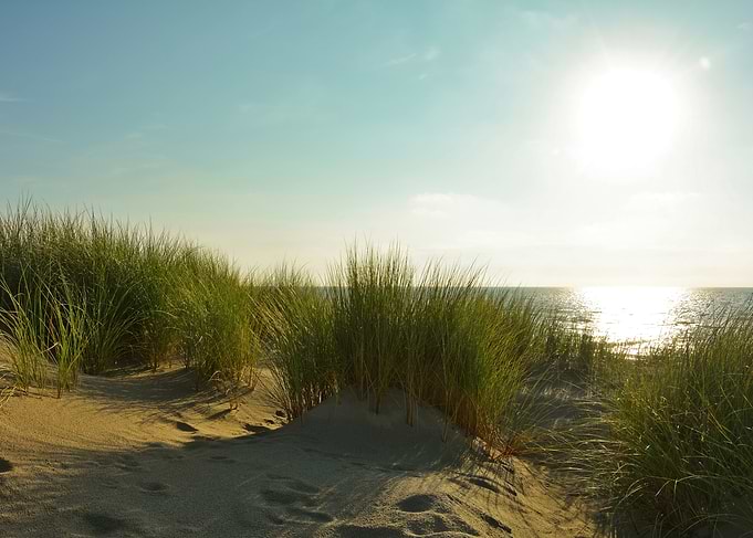 Sunlit Beach Dunes and Grass