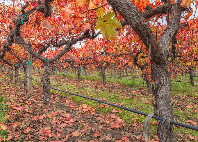 Autumn Vineyard with Vibrant Red Leaves