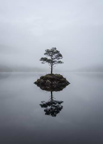Lonely Tree on Misty Island
