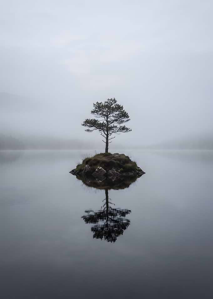 Lonely Tree on Misty Island