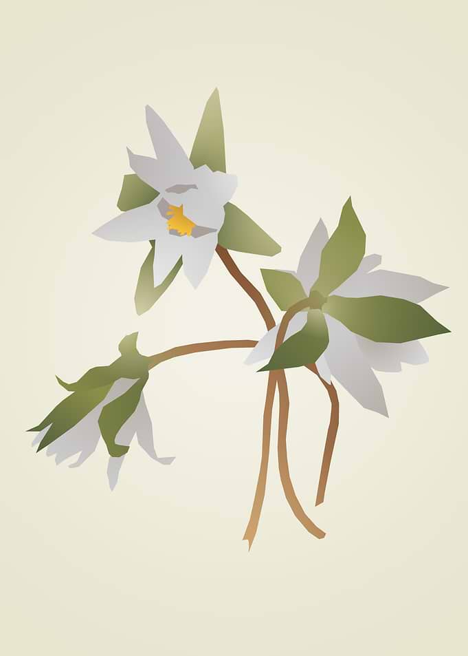 Minimalist Water Lilies Illustration