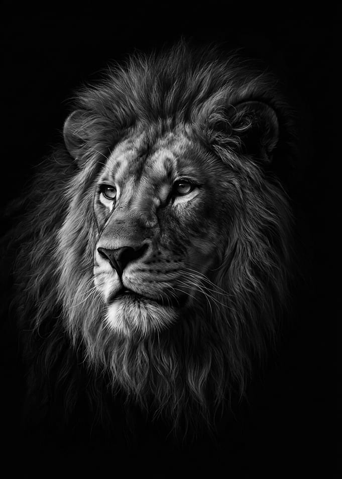 Majestic Lion Portrait in Black and White