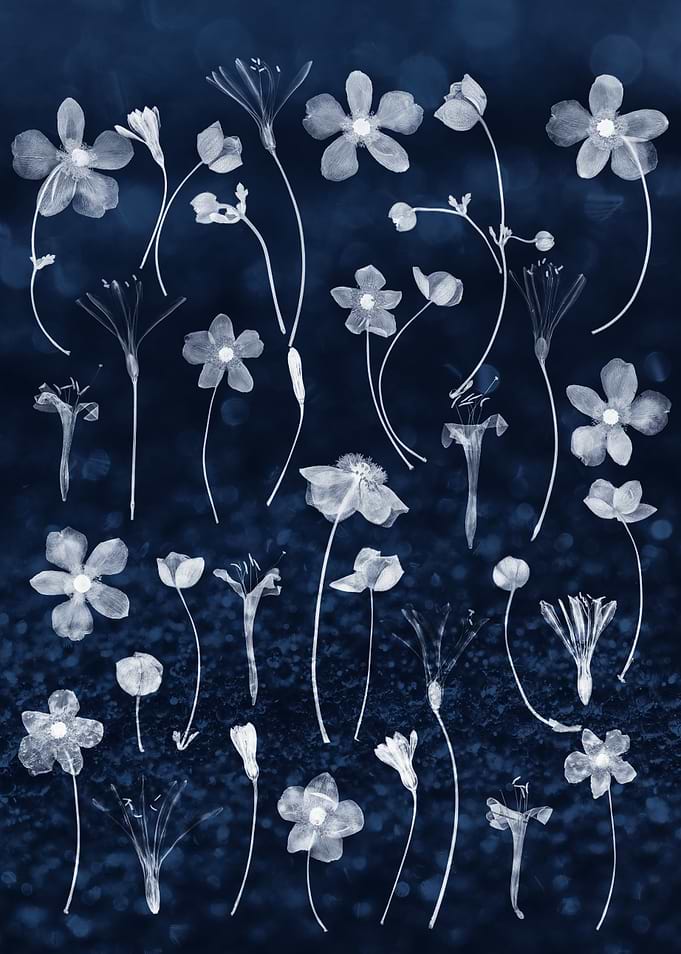 Blue Botanical Floral Collection