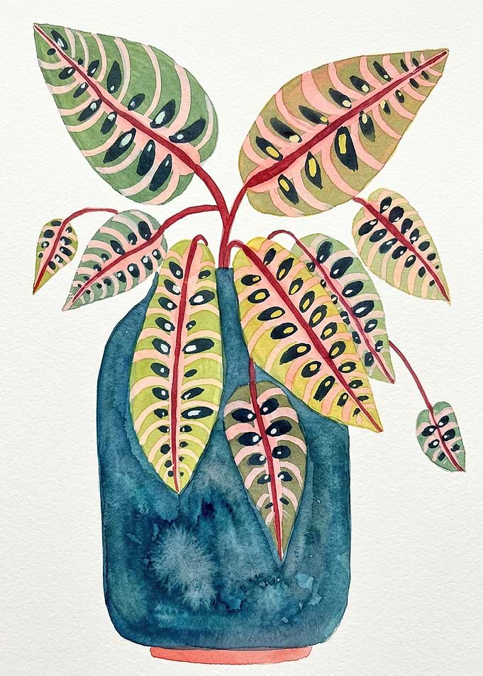 Watercolor Maranta Houseplant in Blue Pot