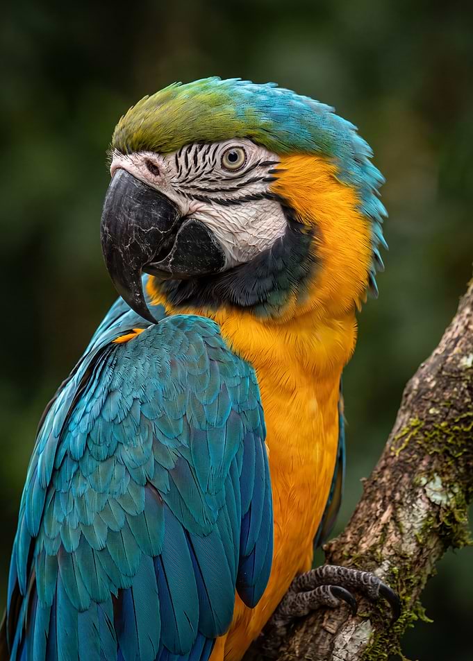 Blue and Gold Macaw Portrait