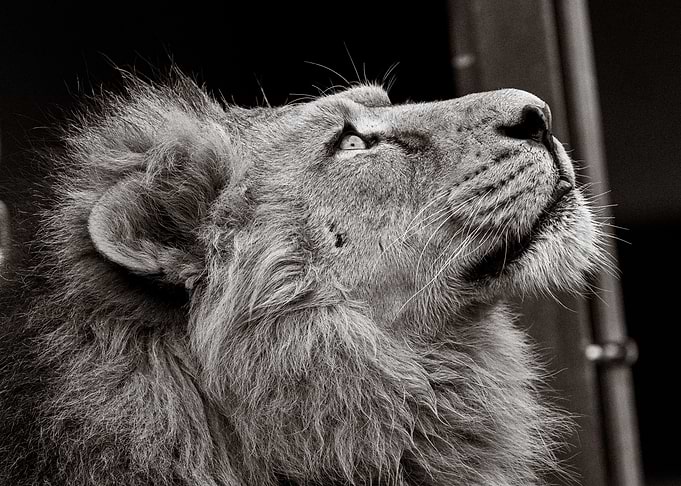 Majestic Lion Profile Portrait
